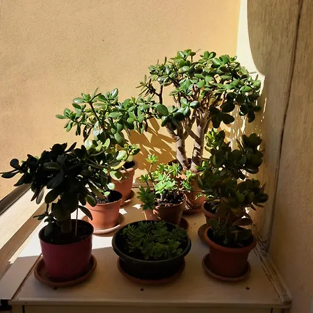 Preneste * Roma